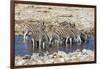 Africa, Namibia, Etosha National Park, Zebras at the Watering Hole-Hollice Looney-Framed Photographic Print