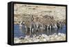 Africa, Namibia, Etosha National Park, Zebras at the Watering Hole-Hollice Looney-Framed Stretched Canvas