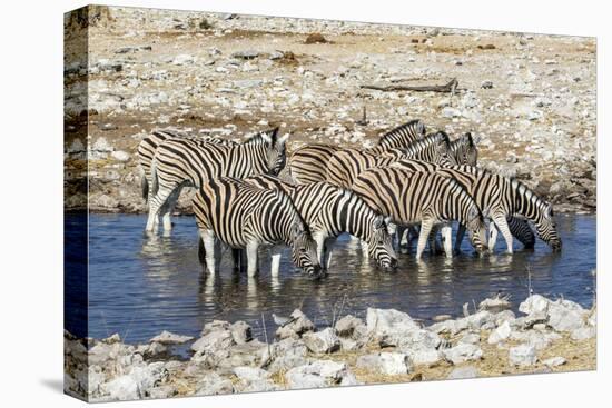 Africa, Namibia, Etosha National Park, Zebras at the Watering Hole-Hollice Looney-Stretched Canvas