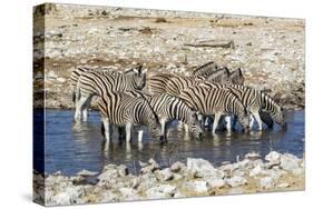 Africa, Namibia, Etosha National Park, Zebras at the Watering Hole-Hollice Looney-Stretched Canvas