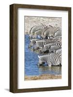 Africa, Namibia, Etosha National Park. Zebras at the watering hole-Hollice Looney-Framed Photographic Print