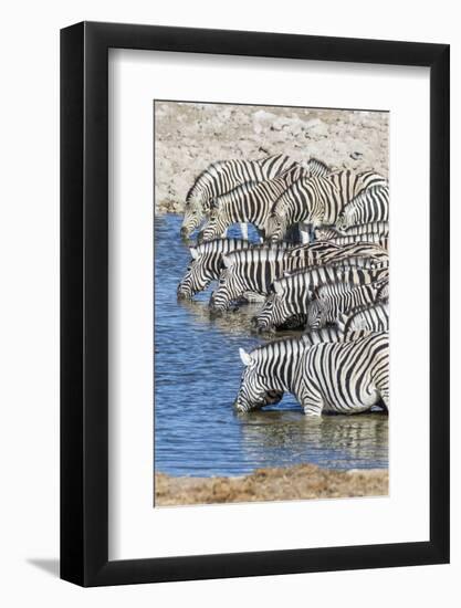 Africa, Namibia, Etosha National Park. Zebras at the watering hole-Hollice Looney-Framed Photographic Print