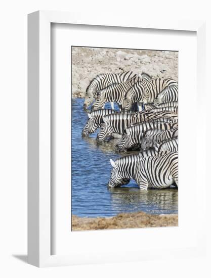Africa, Namibia, Etosha National Park. Zebras at the watering hole-Hollice Looney-Framed Photographic Print