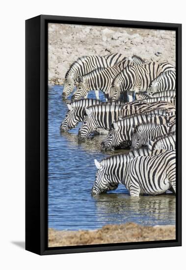 Africa, Namibia, Etosha National Park. Zebras at the watering hole-Hollice Looney-Framed Stretched Canvas