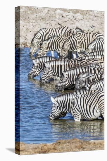 Africa, Namibia, Etosha National Park. Zebras at the watering hole-Hollice Looney-Stretched Canvas