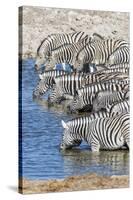 Africa, Namibia, Etosha National Park. Zebras at the watering hole-Hollice Looney-Stretched Canvas