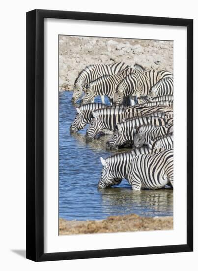 Africa, Namibia, Etosha National Park. Zebras at the watering hole-Hollice Looney-Framed Photographic Print