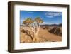 Africa, Namibia, Hardap region. flowering quiver tree-Catherina Unger-Framed Photographic Print