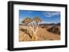 Africa, Namibia, Hardap region. flowering quiver tree-Catherina Unger-Framed Photographic Print