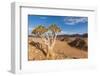 Africa, Namibia, Hardap region. flowering quiver tree-Catherina Unger-Framed Photographic Print