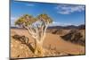 Africa, Namibia, Hardap region. flowering quiver tree-Catherina Unger-Mounted Photographic Print