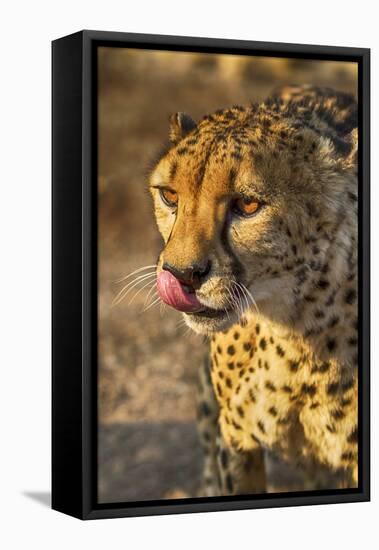 Africa, Namibia, Keetmanshoop. Cheetah at the Quiver tree Forest Rest Camp-Hollice Looney-Framed Stretched Canvas