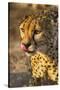 Africa, Namibia, Keetmanshoop. Cheetah at the Quiver tree Forest Rest Camp-Hollice Looney-Stretched Canvas