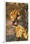 Africa, Namibia, Keetmanshoop. Cheetah at the Quiver tree Forest Rest Camp-Hollice Looney-Framed Photographic Print