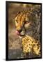 Africa, Namibia, Keetmanshoop. Cheetah at the Quiver tree Forest Rest Camp-Hollice Looney-Framed Photographic Print