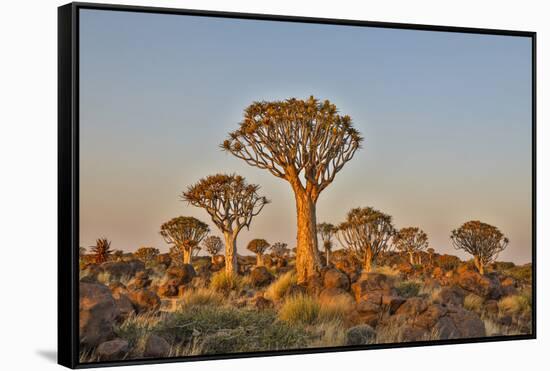 Africa, Namibia, Keetmanshoop, Quiver tree Forest at the Quiver tree Forest Rest Camp-Hollice Looney-Framed Stretched Canvas