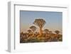 Africa, Namibia, Keetmanshoop, Quiver tree Forest at the Quiver tree Forest Rest Camp-Hollice Looney-Framed Photographic Print