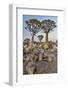 Africa, Namibia, Keetmanshoop. Quiver tree Forest at the Quiver tree Forest Rest Camp-Hollice Looney-Framed Photographic Print