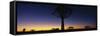 Africa, Namibia, Kokerboom Preserve, Quiver Tree-null-Framed Stretched Canvas