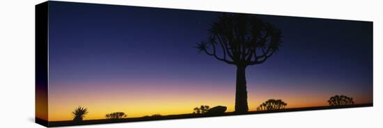 Africa, Namibia, Kokerboom Preserve, Quiver Tree-null-Stretched Canvas
