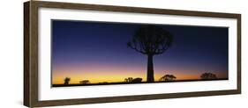 Africa, Namibia, Kokerboom Preserve, Quiver Tree-null-Framed Photographic Print