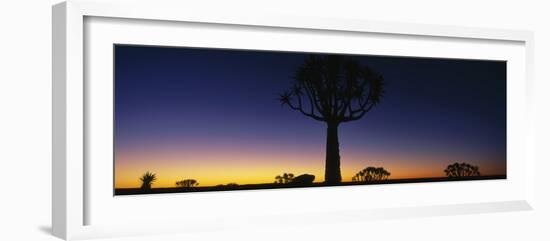 Africa, Namibia, Kokerboom Preserve, Quiver Tree-null-Framed Photographic Print