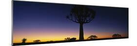 Africa, Namibia, Kokerboom Preserve, Quiver Tree-null-Mounted Photographic Print