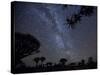 Africa, Namibia. Milky Way and Quiver Trees at Night-Jaynes Gallery-Stretched Canvas