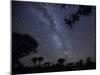 Africa, Namibia. Milky Way and Quiver Trees at Night-Jaynes Gallery-Mounted Photographic Print