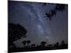 Africa, Namibia. Milky Way and Quiver Trees at Night-Jaynes Gallery-Mounted Photographic Print