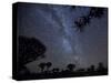 Africa, Namibia. Milky Way and Quiver Trees at Night-Jaynes Gallery-Stretched Canvas