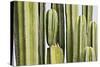 Africa, Namibia, Omaruru, Cacti, Detail-Rainer Mirau-Stretched Canvas