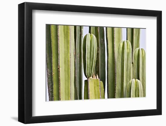 Africa, Namibia, Omaruru, Cacti, Detail-Rainer Mirau-Framed Photographic Print