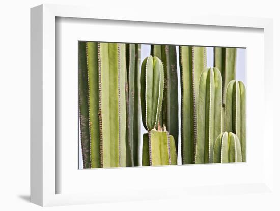 Africa, Namibia, Omaruru, Cacti, Detail-Rainer Mirau-Framed Photographic Print