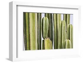 Africa, Namibia, Omaruru, Cacti, Detail-Rainer Mirau-Framed Photographic Print