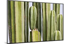 Africa, Namibia, Omaruru, Cacti, Detail-Rainer Mirau-Mounted Photographic Print