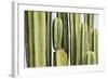 Africa, Namibia, Omaruru, Cacti, Detail-Rainer Mirau-Framed Photographic Print