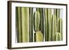 Africa, Namibia, Omaruru, Cacti, Detail-Rainer Mirau-Framed Photographic Print