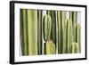 Africa, Namibia, Omaruru, Cacti, Detail-Rainer Mirau-Framed Photographic Print