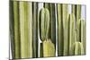 Africa, Namibia, Omaruru, Cacti, Detail-Rainer Mirau-Mounted Photographic Print