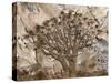 Africa, Namibia. Quiver tree and bark photo montage.-Jaynes Gallery-Stretched Canvas