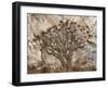 Africa, Namibia. Quiver tree and bark photo montage.-Jaynes Gallery-Framed Photographic Print