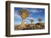 Africa, Namibia. Quiver Trees and Boulders-Jaynes Gallery-Framed Photographic Print