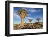 Africa, Namibia. Quiver Trees and Boulders-Jaynes Gallery-Framed Photographic Print