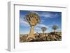 Africa, Namibia. Quiver Trees and Boulders-Jaynes Gallery-Framed Photographic Print