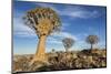 Africa, Namibia. Quiver Trees and Boulders-Jaynes Gallery-Mounted Photographic Print