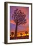 Africa, Namibia. Quiver trees at sunset.-Jaynes Gallery-Framed Photographic Print