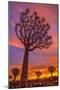 Africa, Namibia. Quiver trees at sunset.-Jaynes Gallery-Mounted Photographic Print