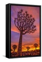 Africa, Namibia. Quiver trees at sunset.-Jaynes Gallery-Framed Stretched Canvas
