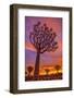 Africa, Namibia. Quiver trees at sunset.-Jaynes Gallery-Framed Photographic Print